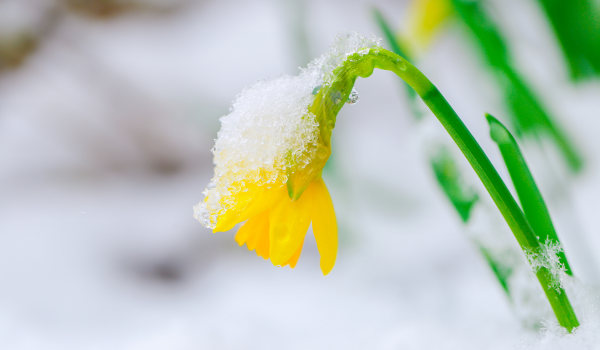 Daffodil covered in snow symbolizing spring depression and feeling stuck between seasons.